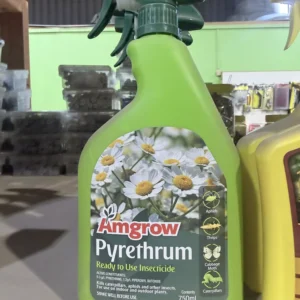 Pyrethrum